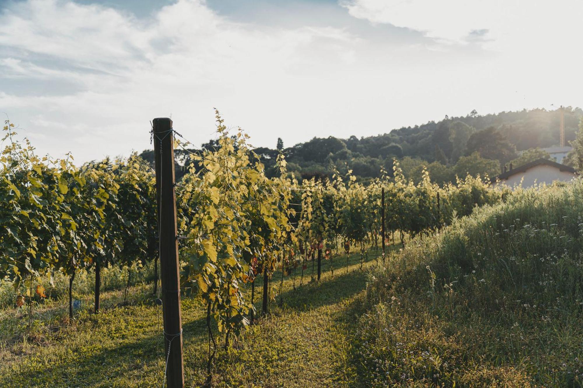 Tenuta Ronco Regio San Fermo della Battaglia Екстер'єр фото